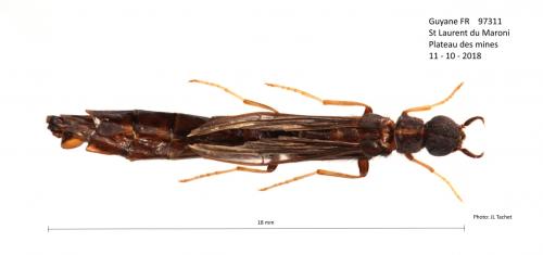 Atractocerus brasiliensis